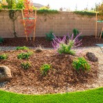 Best Xeriscape Shrubs