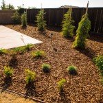 Best Xeriscape (Drought Tolerant) Trees for Landscaping