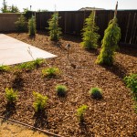 Best Xeriscape (Drought Tolerant) Trees for Landscaping