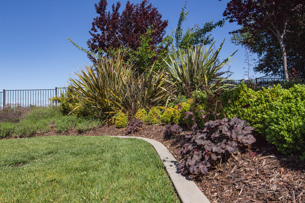 Five_STAR_Landscape_El_Dorado_Hills_Small_10