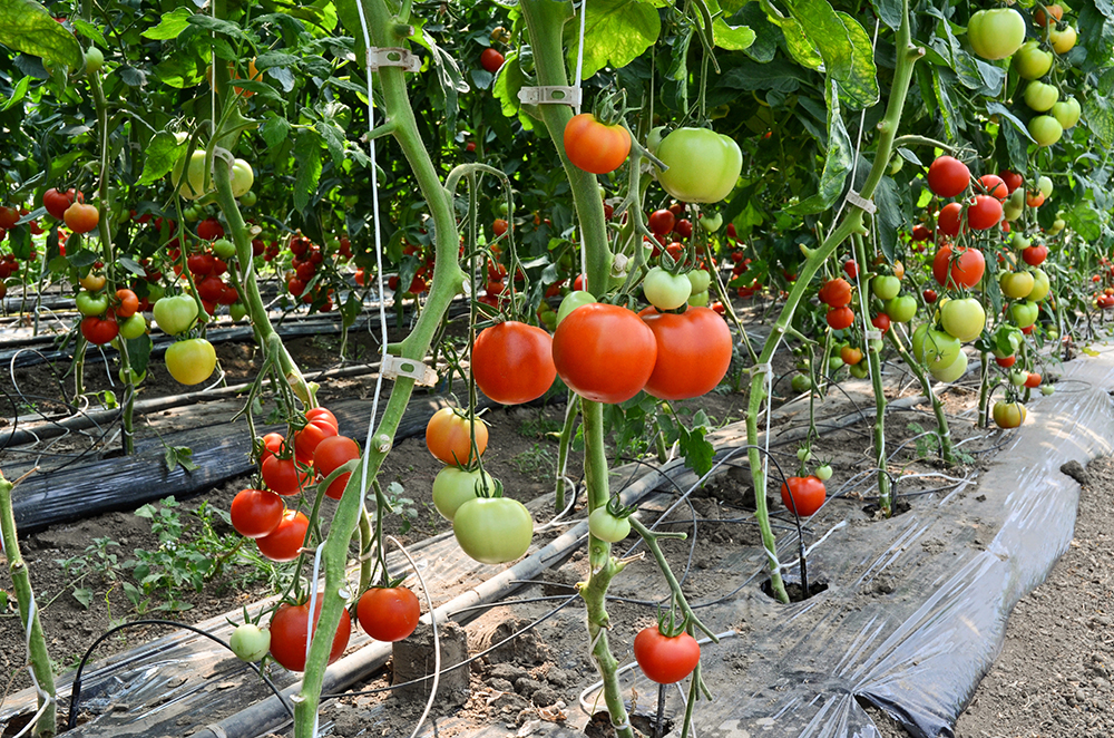 Harvesting Cherry Tomatoes