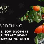 July Veggie Gardening Tips Sacramento