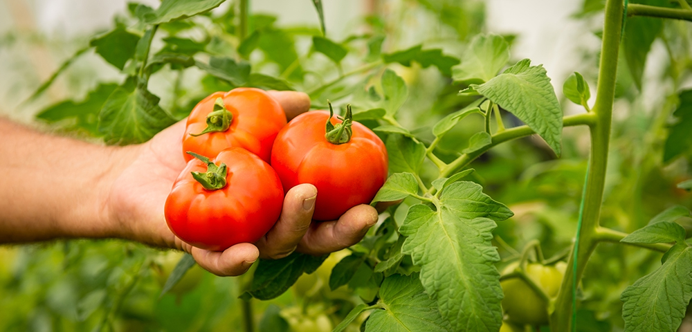 Zone 9b Sacramento, CA - Starting Tomato Seeds