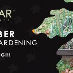 November Veggie Gardening Tips