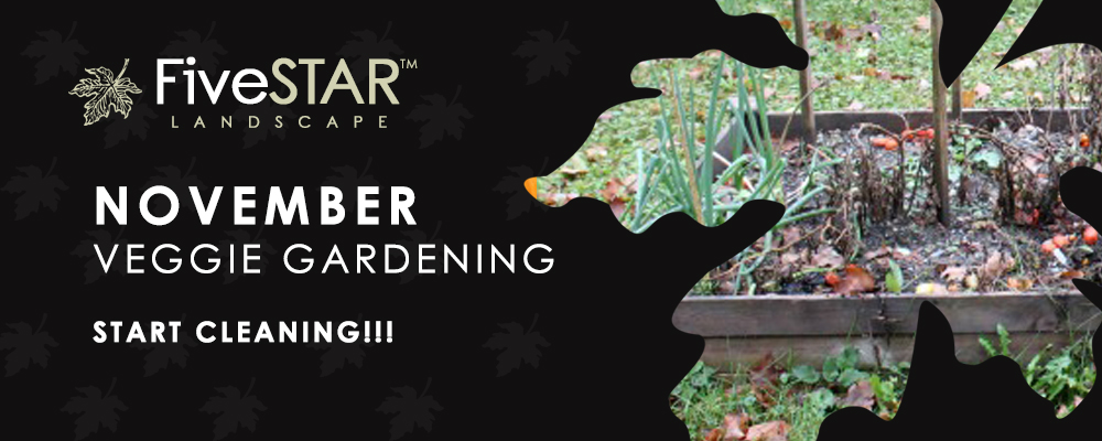 November Veggie Gardening Tips