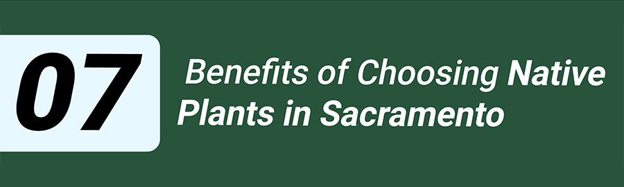 Benefits of Choosing Native Plants in Sacramento